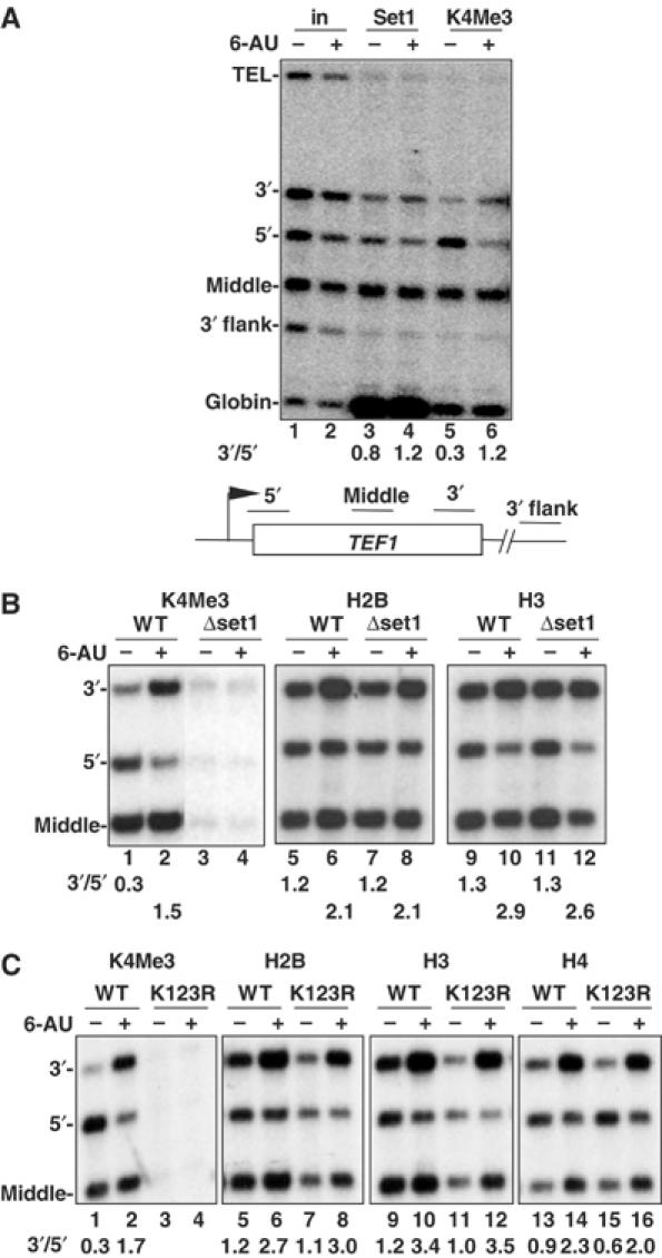 Figure 4