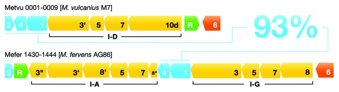 graphic file with name rna-11-156-g6.jpg