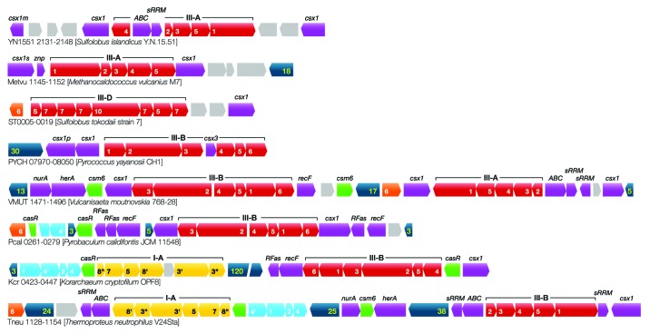 graphic file with name rna-11-156-g5.jpg