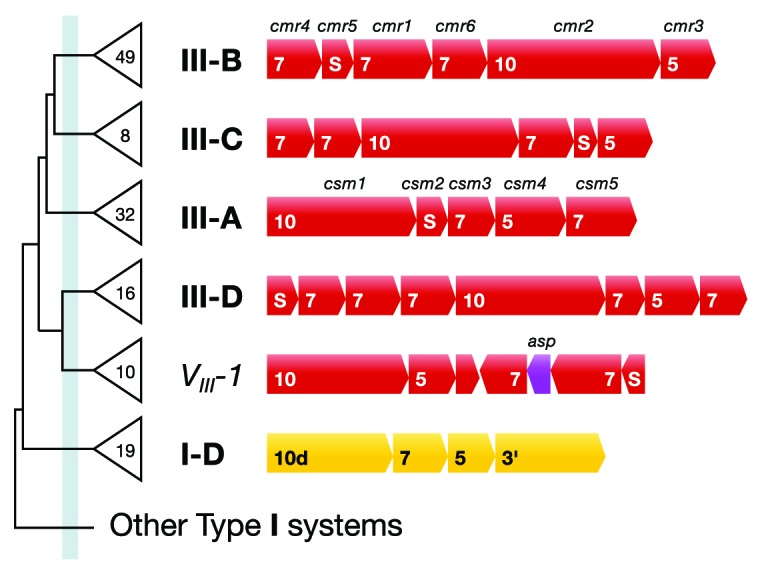 graphic file with name rna-11-156-g4.jpg