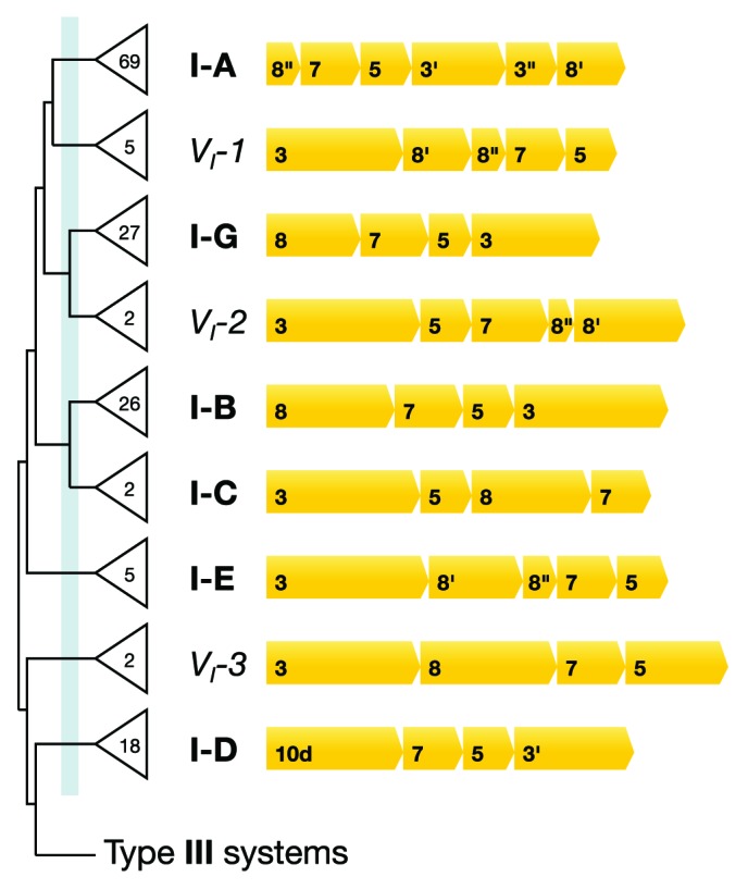 graphic file with name rna-11-156-g3.jpg