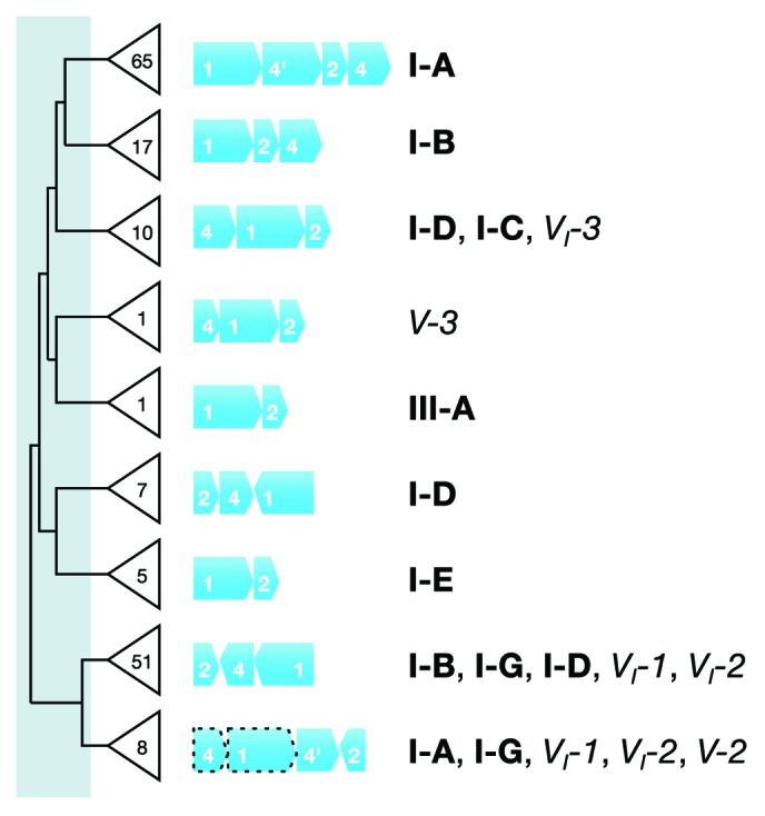 graphic file with name rna-11-156-g2.jpg