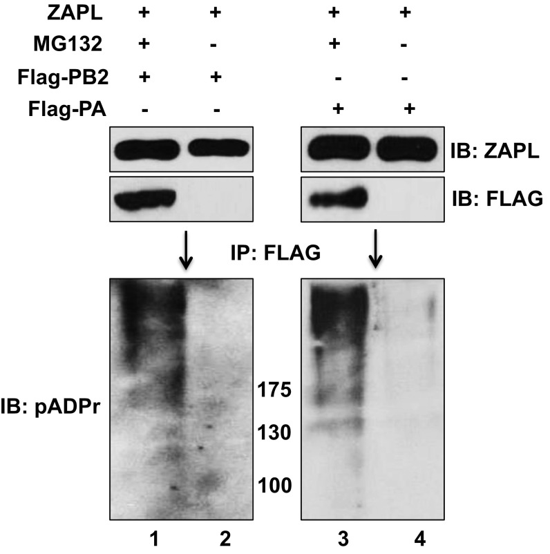 Fig. S5.