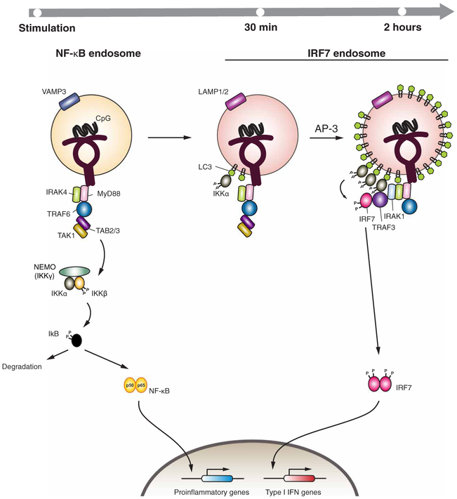 Figure 7.