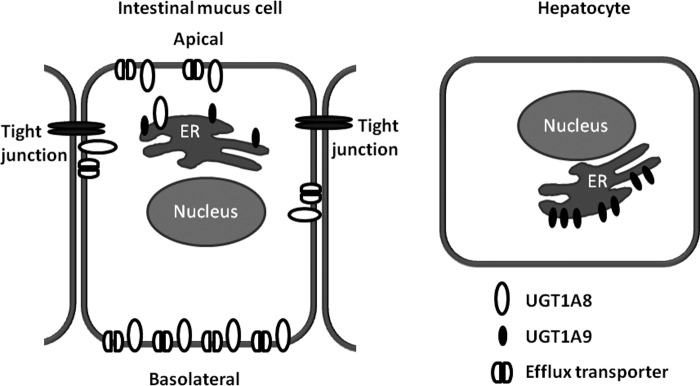 FIGURE 11.