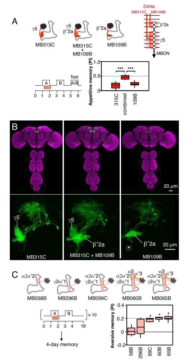 Figure 2—figure supplement 1.