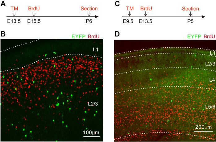 Figure 1—figure supplement 1.