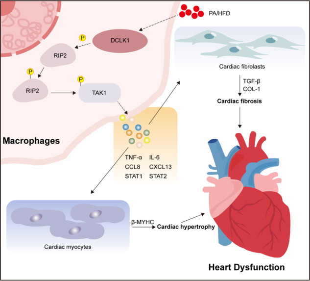 graphic file with name 41419_2023_5960_Figa_HTML.jpg