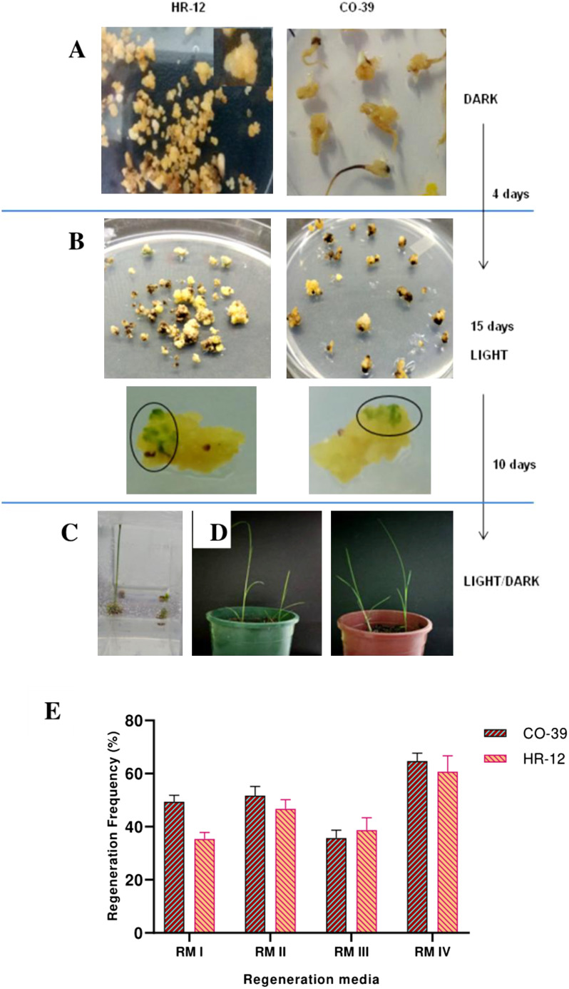 Figure 3. Different stages of development of the calli from regeneration till acclimatisation and regeneration frequency. A. Initial dark phase of regeneration on 1% agarose. B. Light phase of regeneration on 0.8% agarose and appearance of green spots on calli, the progenitors of shoots. C. Rooting of the calli with newly emerged shoots. D. Left panel shows CO-39 plantlets and the right panel shows HR-12 plantlets ready for acclimatisation. E. Regeneration frequencies of calli on different combinations of Regeneration media. Each biological replicate had three technical replicates, which were again maintained in triplicates. The ±SD for each group has been represented with their corresponding error bars.