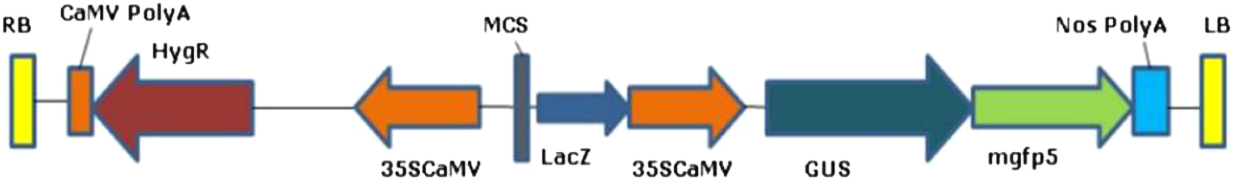 Figure 1. Schematic representation of pCAMBIA1303. The T-DNA portion was used to transform the Agrobacterium strain LBA4404 by tri-parental mating. It has a HygR or HPT and two reporter genes mGFP and GUS under 35SCaMV promoter and NOS terminator.