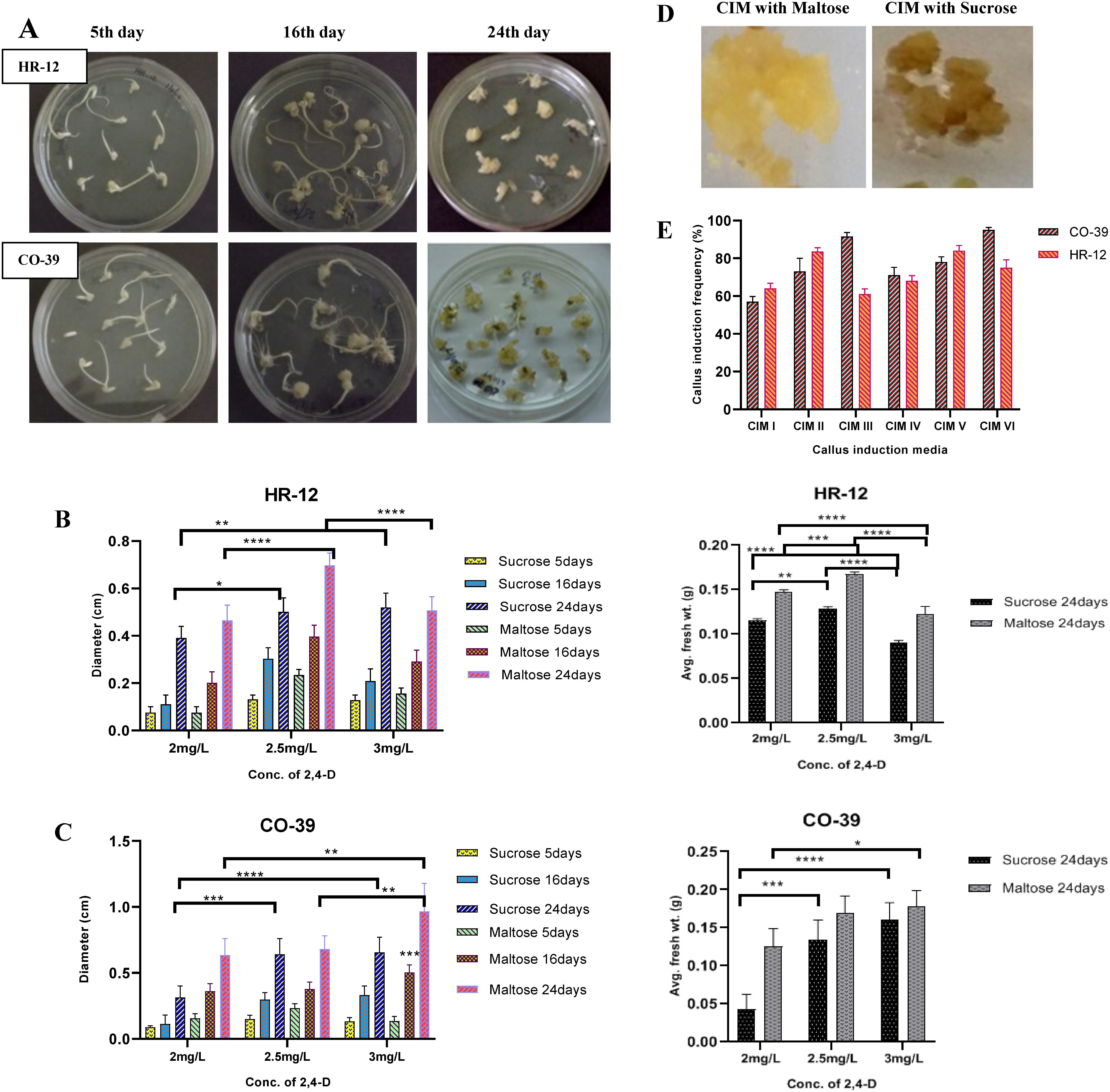 Figure 2. Different stages of scutellum derived callogenesis, growth parameters of calli and callus induction frequency in CIM supplemented with 2 g/L, 2.5 g/L and 3 g/L 2,4-D and different Carbon sources. A. The development of scutellar calli from HR-12 (top) and CO-39 (bottom) seeds at different timepoints. B. The diameter (left) and the average fresh weight (right) of HR-12 calli. C. The diameter (left) and the average fresh weight (right) of CO-39 calli. D. Whitish friable calli formed in the presence of Maltose (left) and callus browning in the presence of Sucrose (right). E. Percentage callus induction frequency obtained in different CIMs. Each biological replicate had three technical replicates, which were again maintained in triplicates. The standard deviations for each group have been represented with their corresponding error bars and * are indicating significant differences in comparison with various treatments, where, calculations were done considering N=3, at 95% confidence level. (* is p<.0332, ** is p<.0021, *** is p<.0002 and **** is p<0.0001; Two-way ANOVA test).