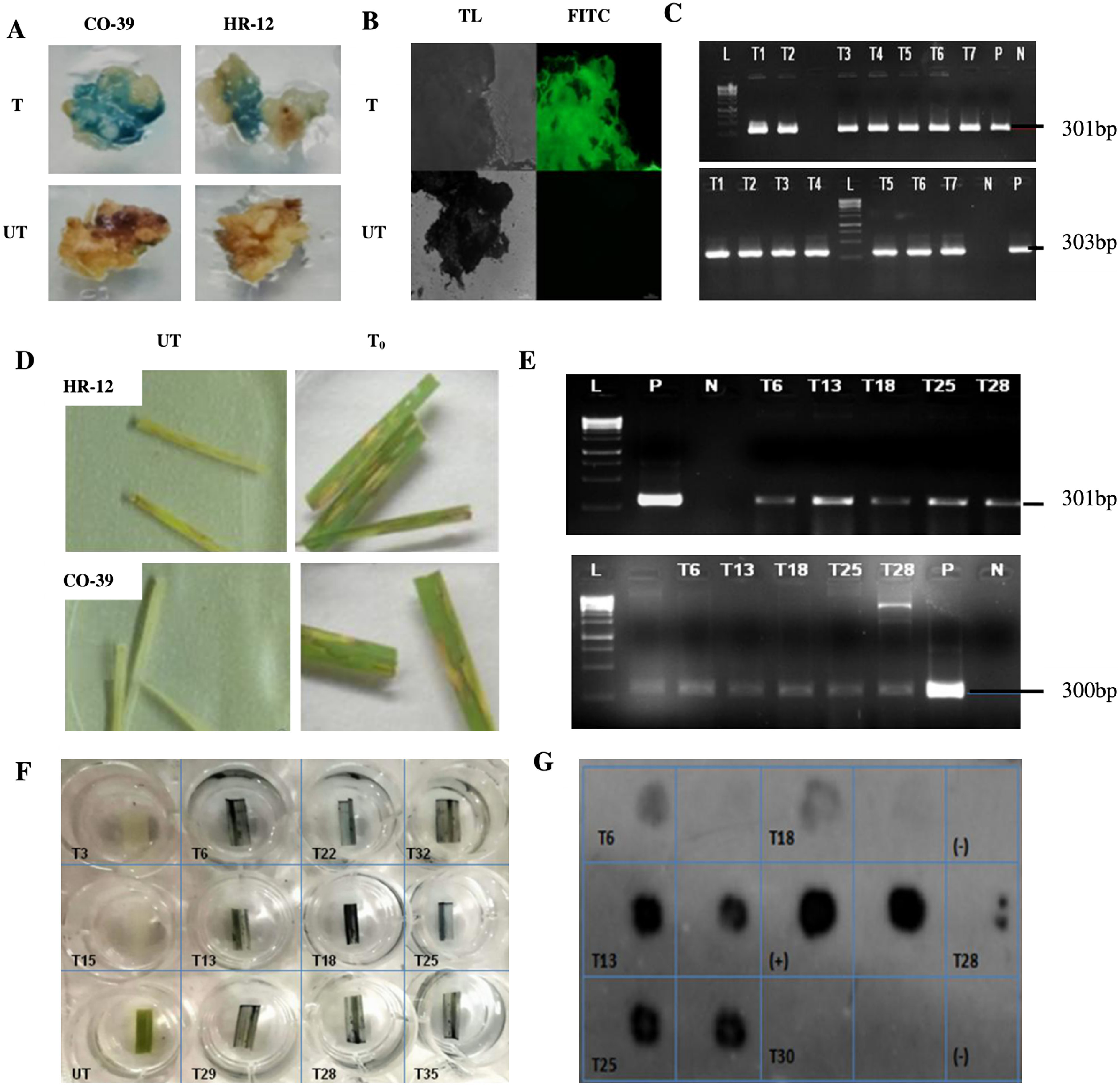 Figure 4. Histochemical, microscopic, molecular analyses of T0 calli and Hygromycin leaf painting assay of independent transgenic lines. A. Transformed (T) calli checked for the GUS activity on 1 mM X-Gluc containing selection media. The bluish spots indicate the transformed tissues expressing GUS. B. GFP expression in transformed callus tissues observed under an epifluorescence microscope, at 12,000 ms exposure time. The untransformed (UT) controls showed neither GUS nor GFP activity. C. PCR confirmation of the presence of 301 bp GUS (top) and 303 bp GFP insert in independent T0 events of calli, corresponding to the 300 bp band of the reference DNA ladder (L). For Positive (P), plasmid DNA of pCAMBIA1303 was used and for negative (N), genomic DNA of UT callus was used as templates. D. Screening of T0 events based on hygromycin resistance. For each plant, a set of triplicates with three leaves on each plate was maintained. The leaves that remained largely green after 7 days of treatment, were scored as antibiotic-resistant and the leaves that looked mostly necrotic like UT leaves were considered as hygromycin sensitive. E. PCR confirmation for the presence of GUS amplicon (top) and 300 bp HPT insert (bottom) in resistant leaves, in presence of reference DNA ladder (L). F. GUS histochemical test for T1 leaves of HPT/GUS positive plants. G. DOT-BLOT image of denatured genomic DNA of positive T1 plants, developed after hybridisation with the GUS probe. Each sample was blotted in individual squares and as duplicates to avoid false positives. Denatured plasmid DNA of pCAMBIA1303 was used as (+)ve control and that of UT sample as (−)ve control.