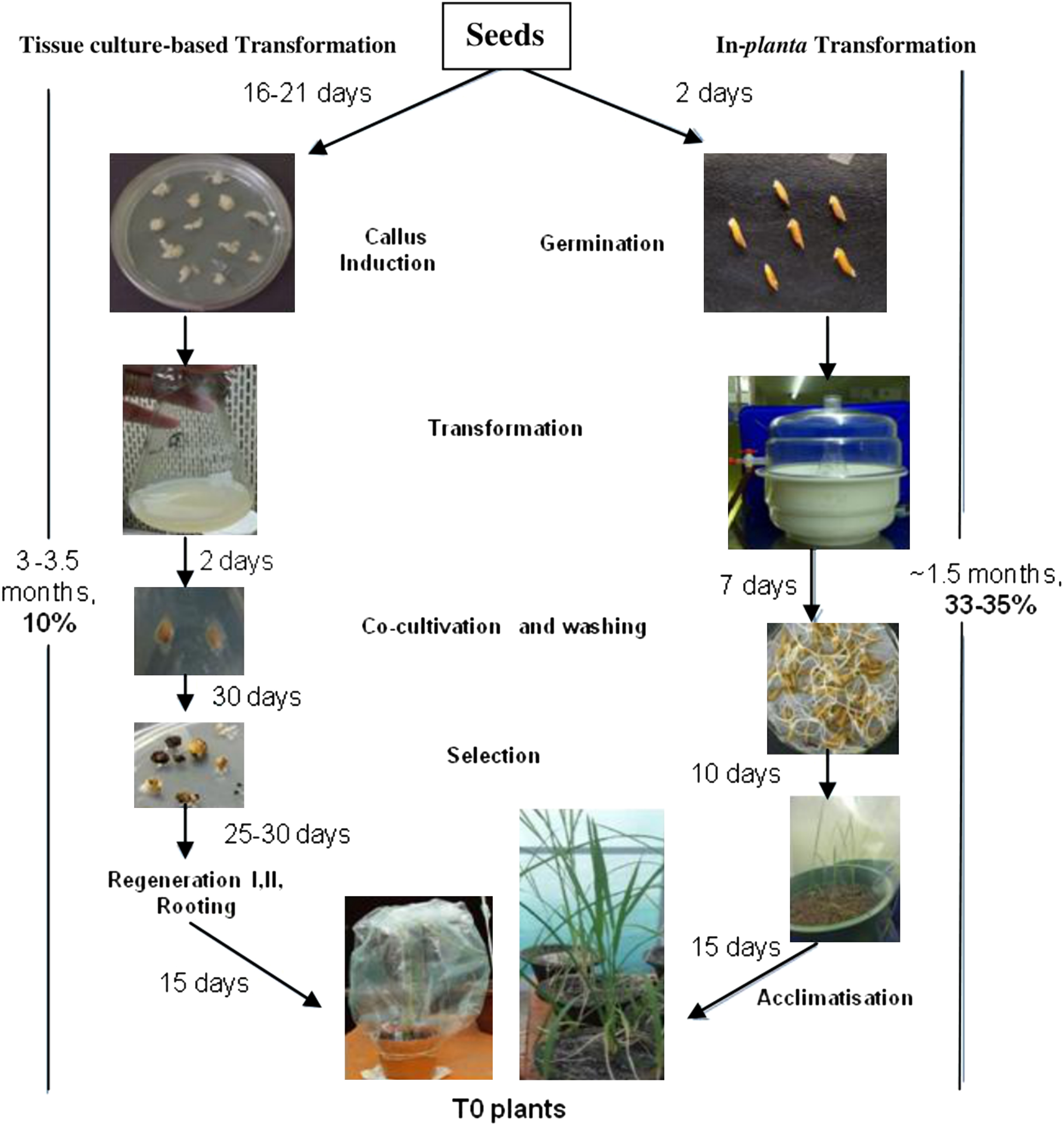 Figure 5. A brief comparative overview of the in-vitro or tissue culture-based transformation and in-planta transformation methods in the studied cultivars: steps, time involved in them, and their respective success rates. The in-vitro method showed around 63–68% transformation efficiency. HR-12 did not show any post-transformation regeneration whereas, CO-39 showed a poor regeneration frequency of 10%, thereby decreasing its success of getting positive transgenic events. The in-planta method, bypassing regeneration, showed a 33–35% success rate in HR-12 and CO-39 respectively.