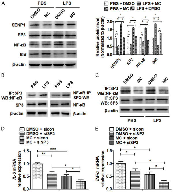 Downregulation of SENP1 suppresses LPS-induced macrophage inflammation ...