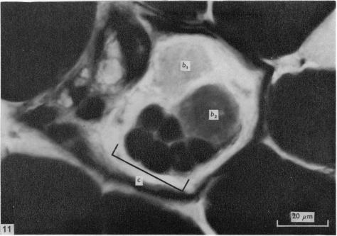 Fig. 11