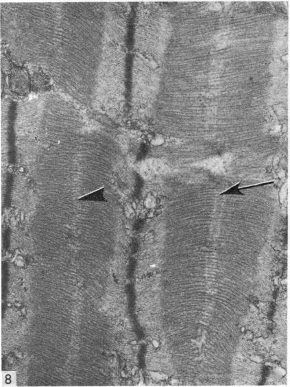 Fig. 8