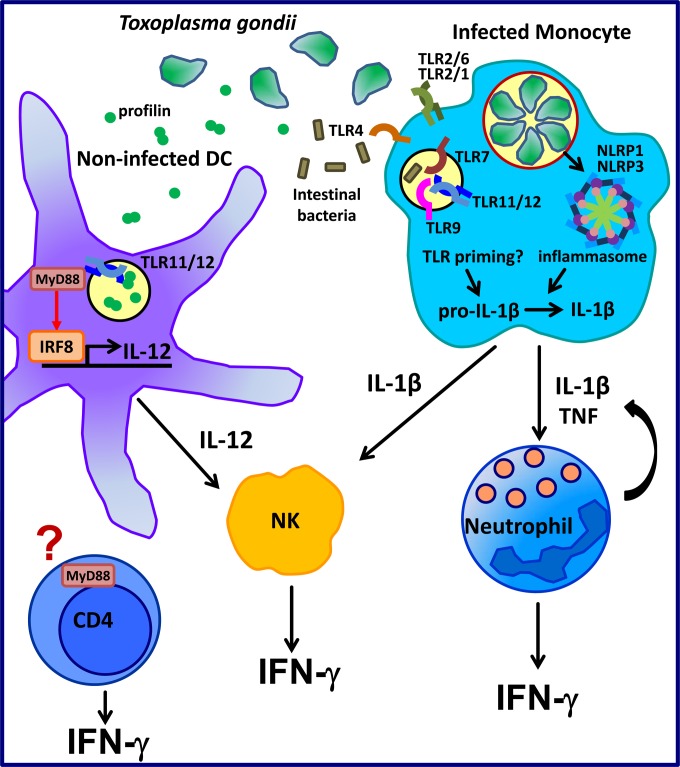 FIG 2