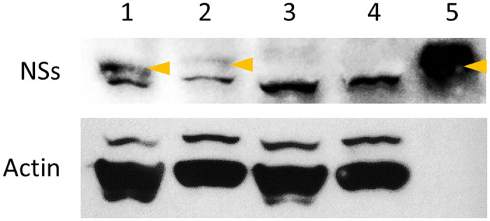 Fig 4