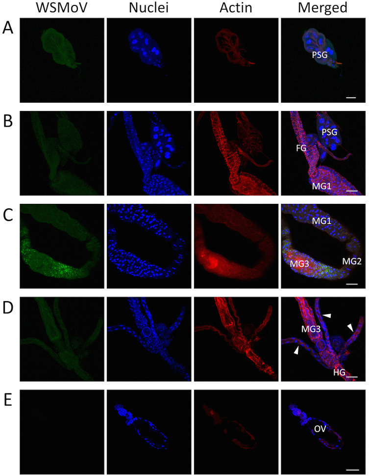 Fig 2