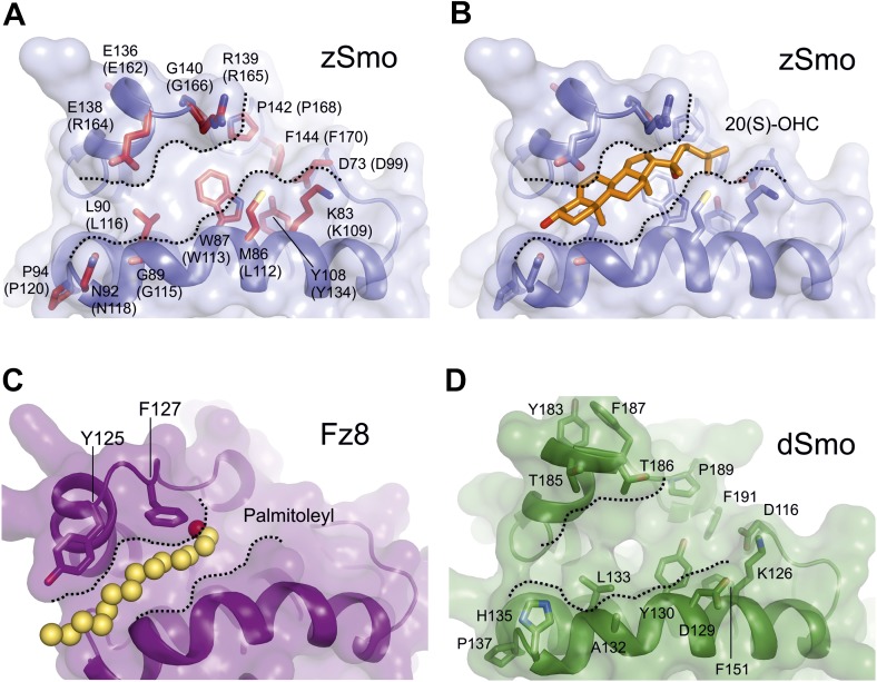 Figure 6—figure supplement 1.