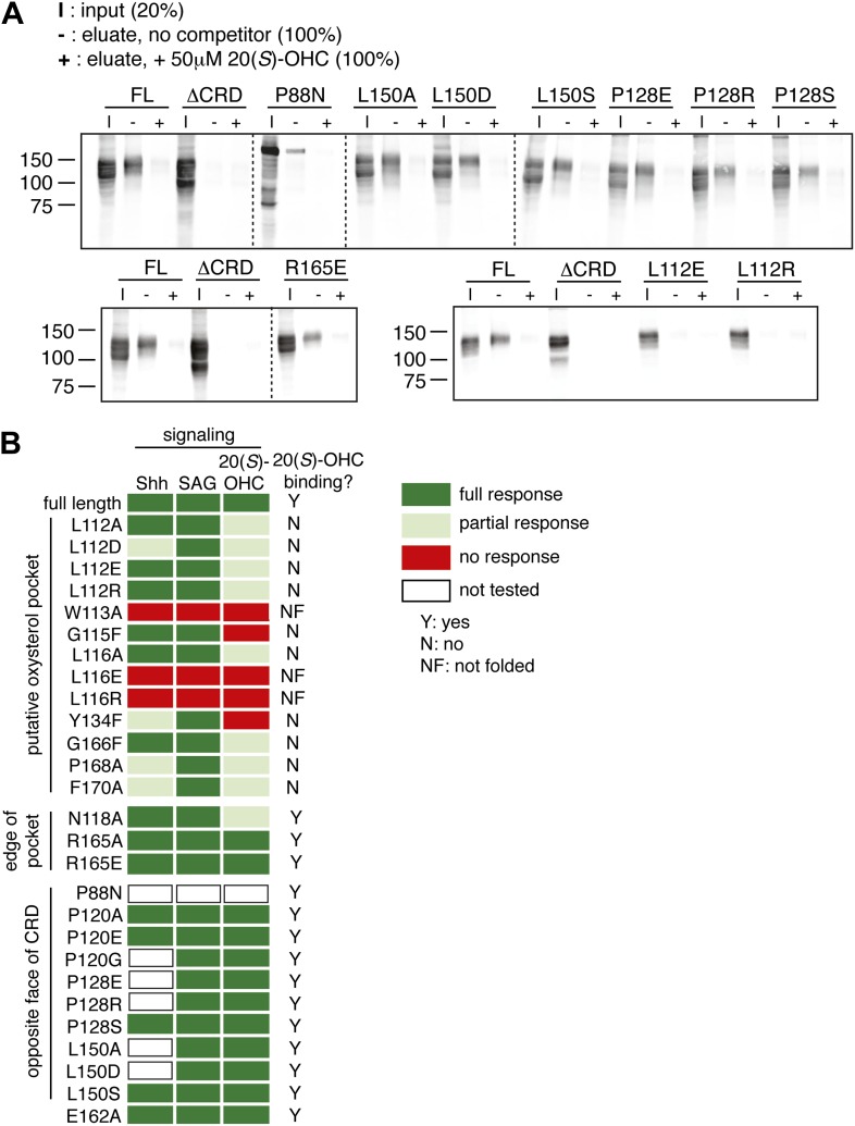 Figure 6—figure supplement 2.