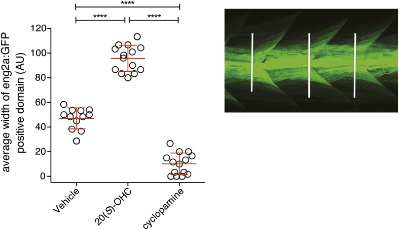 Figure 4—Figure supplement 1.