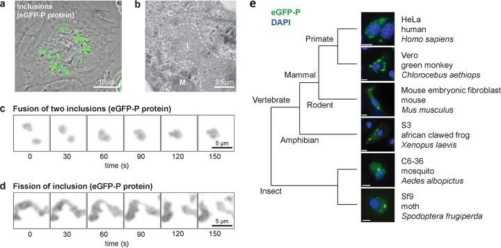 FIG 1 