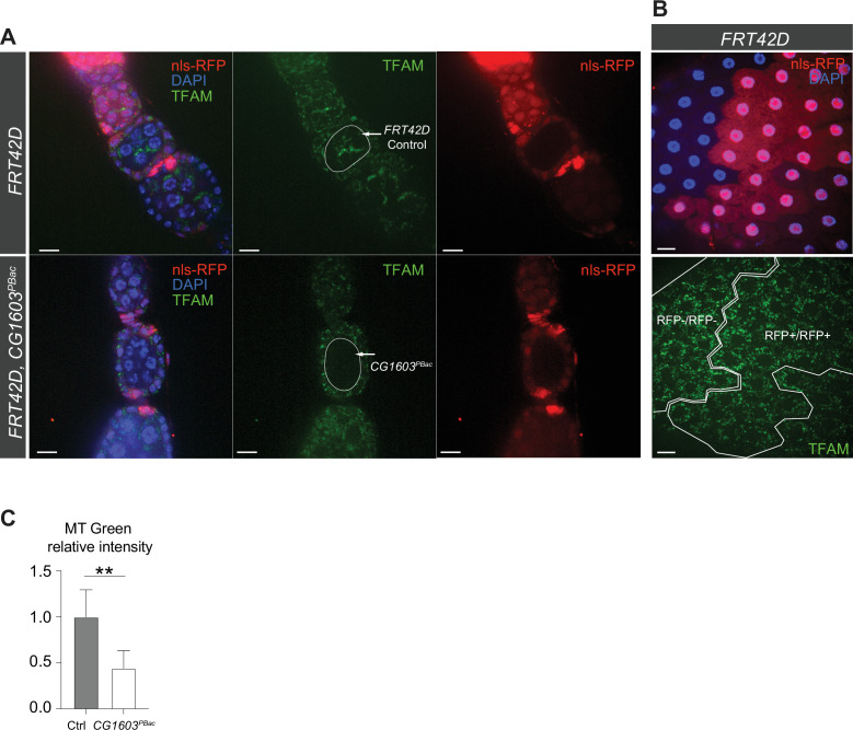 Figure 5—figure supplement 1.