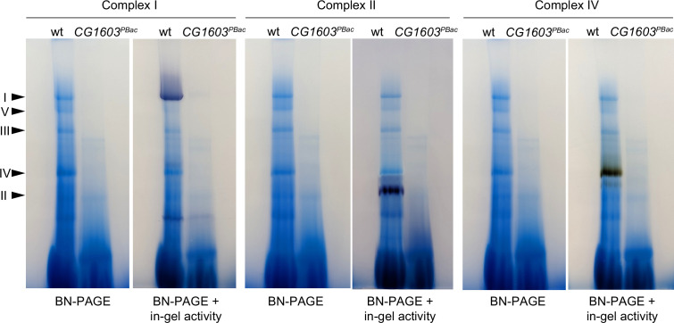 Figure 4—figure supplement 1.