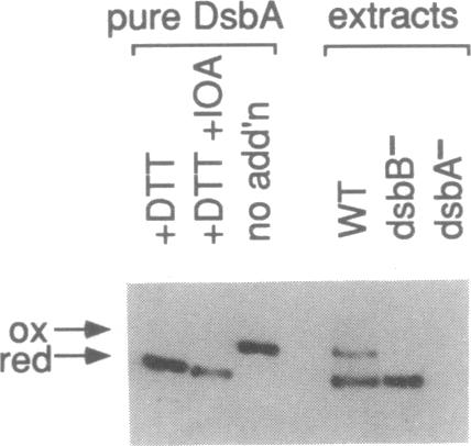 graphic file with name pnas01101-0267-a.jpg