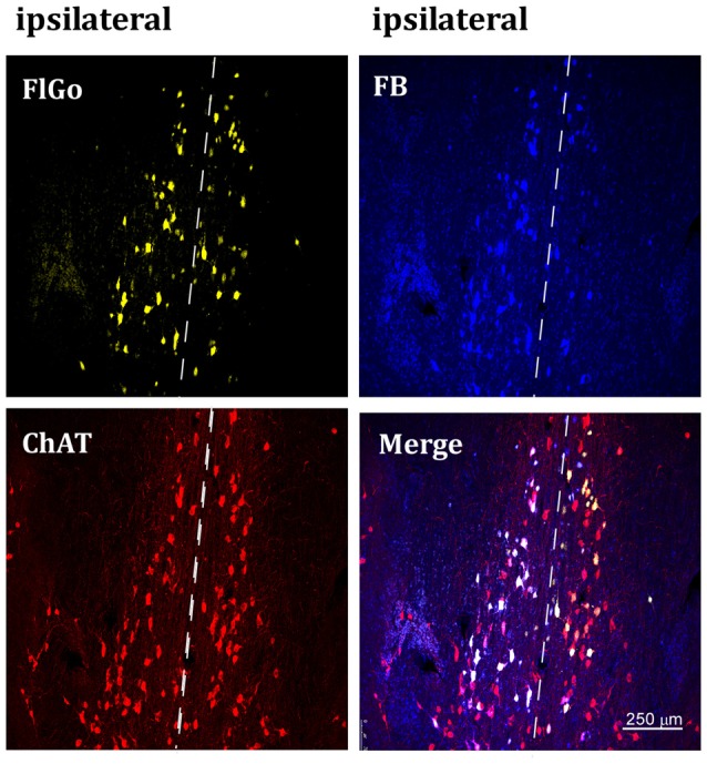 Figure 2