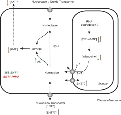 Fig. 8.