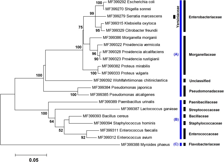 FIGURE 1