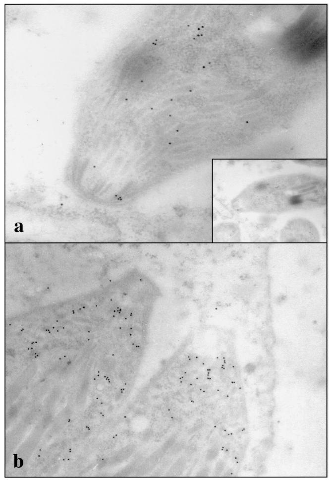 FIG. 5.