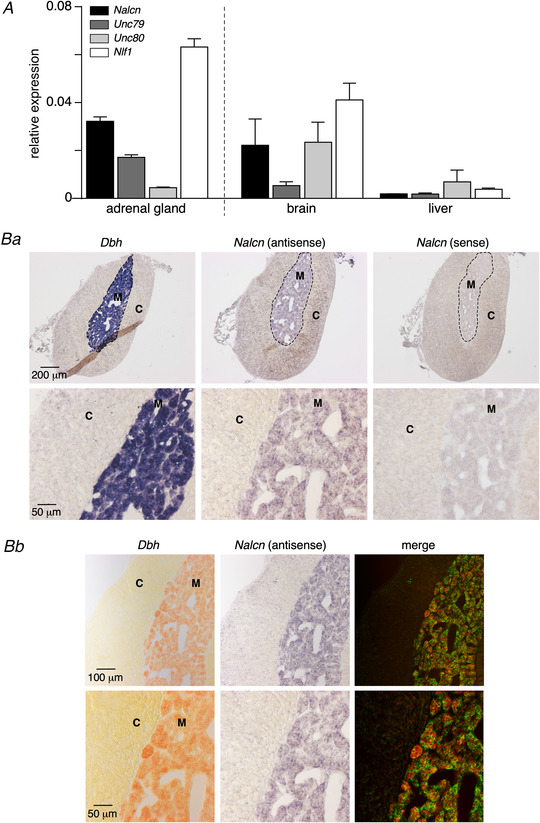 Figure 12