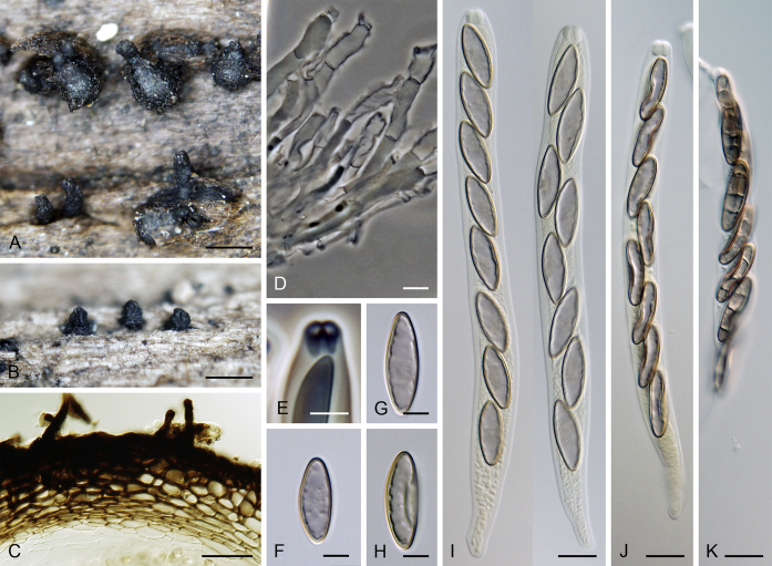 Fig. 7