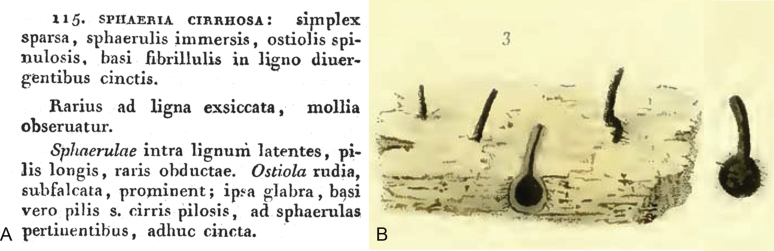 Fig. 9