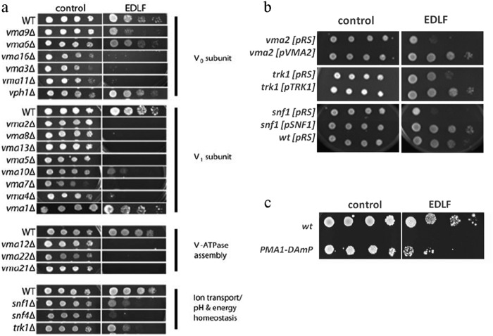 FIGURE 3.