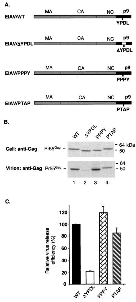 FIG. 1.