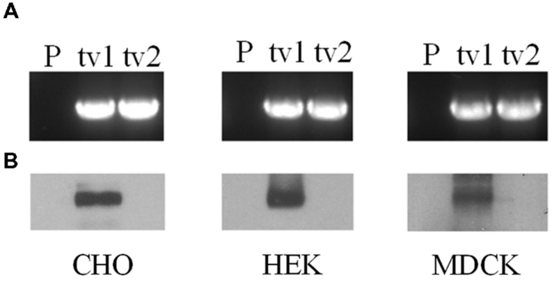 FIGURE 1