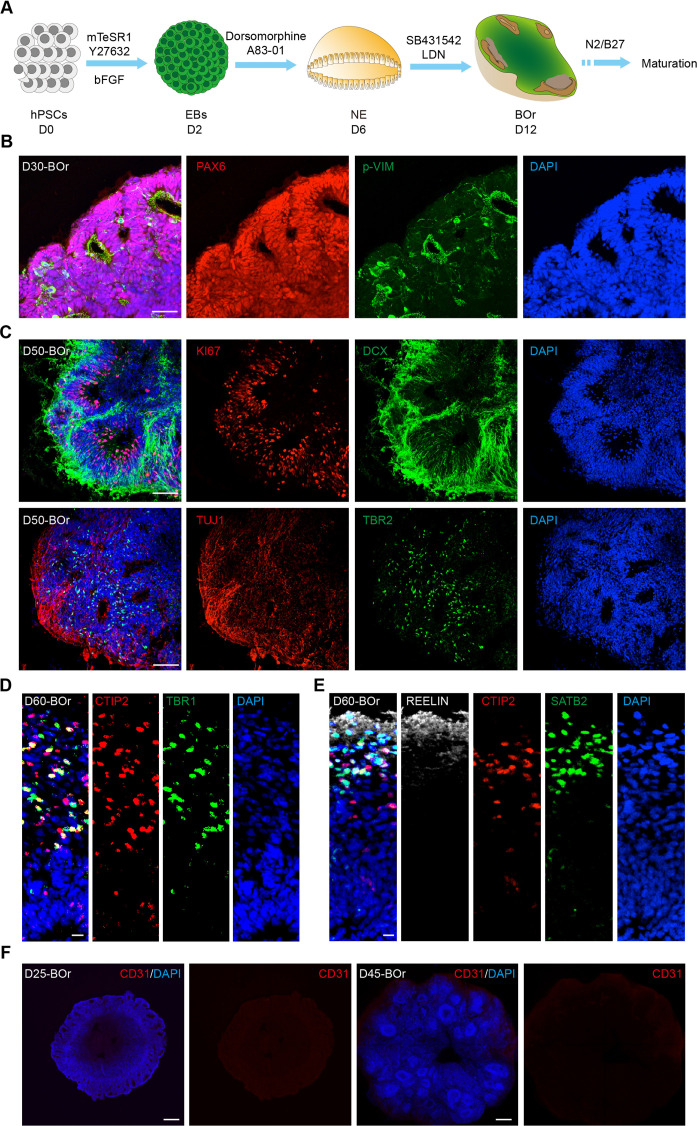 Figure 4—figure supplement 1.