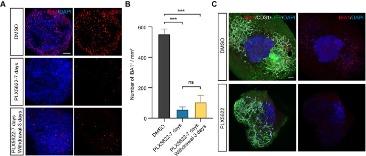 Figure 5—figure supplement 1.