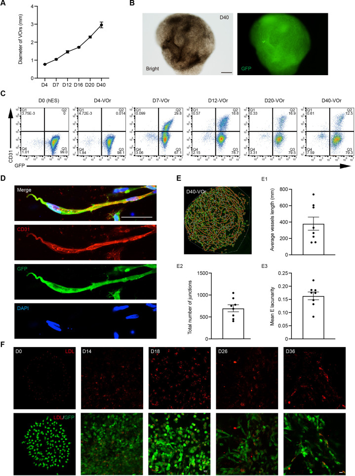 Figure 1—figure supplement 1.