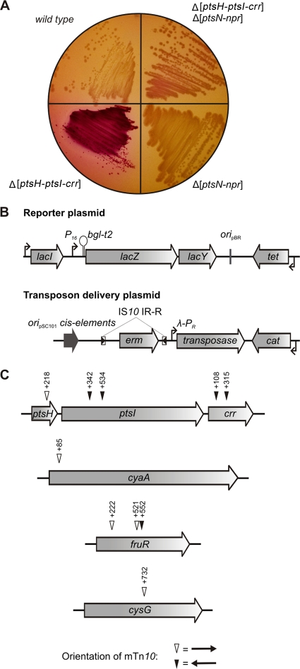 Fig. 3.