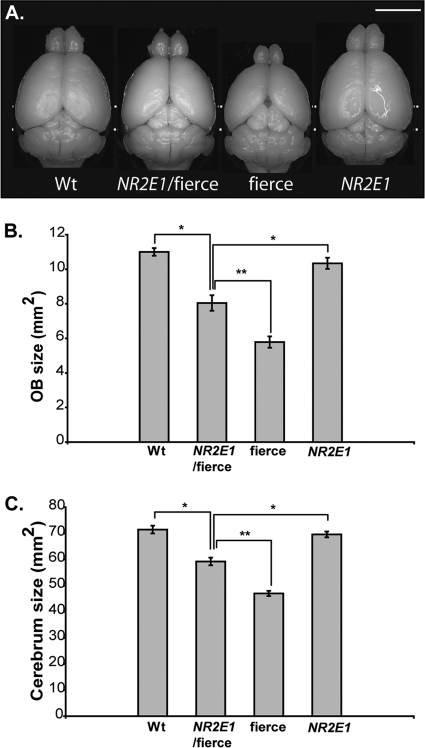 Fig 7