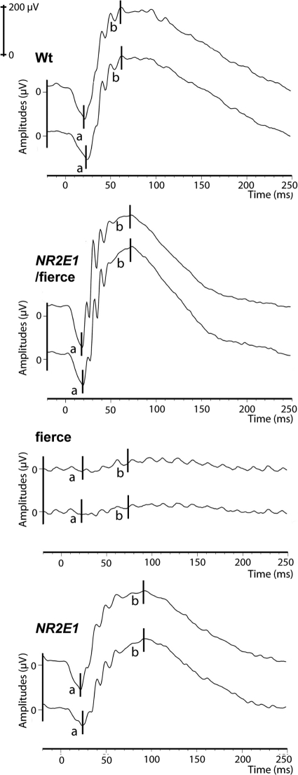 Fig 11