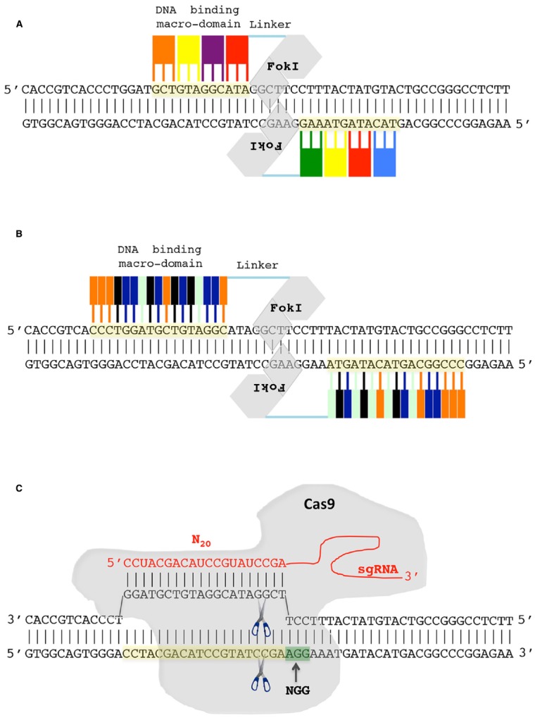 FIGURE 2