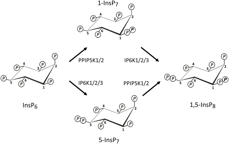 Fig 1