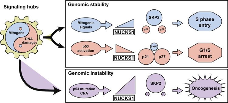 Fig. 7