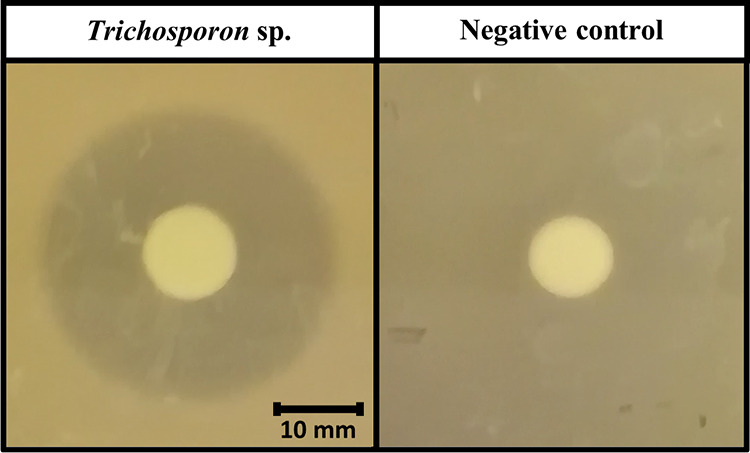 FIG 2